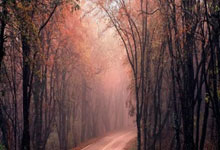 集体发挥不佳，弗赖堡主场遭遇惨败